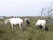 Pohodové týdny v horách s turistikou - Francie - Provence - Camargue, proslavení bílí koně