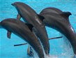 Pobytové zájezdy - Pobyty u moře s výlety - Španělsko - Kanárské ostrovy - ostrov Tenerife, zábavní park Loro Parque, vystoupení delfínů