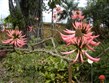 Pobytové zájezdy - Pobyty u moře s výlety - Španělsko - Kanárské ostrovy- ostrov Tenerife - botanická zahrada s četnými endemity