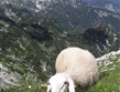 Pohodové týdny v horách s turistikou - Slovinsko - Julské Alpy - na strmých loukách se nejlépe pohybují ovce