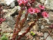 Pohodové týdny v horách s turistikou - Francie - Přímořské Alpy - Sempervivum arachnoideum (Crassulaceae), netřesk