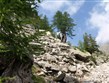 Pohodové týdny v horách s turistikou - Francie - Přímořské Alpy - prastaré modřínové porosty na svazích  Val d´Enfer