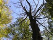 Pobytový zájezd - ČR - Beskydy - zlátnoucí bučiny v časném podzimu