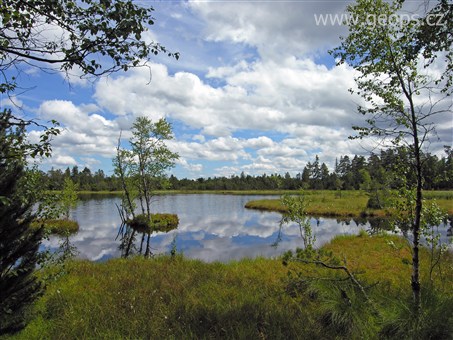 Pohodové týdny v horách s turistikou - Německo - Schwarzwald - Kaltenbronn Wildsee