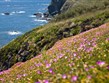 Pobytové zájezdy - Pobyty u moře s výlety - Anglie - Cornwall - květiny na Lizard Cliffs