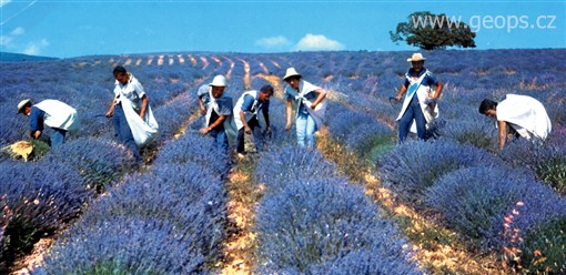 Pobytový zájezd - Francie - Provence - sběr květů levandule