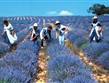 Francie - Provence - sběr květů levandule