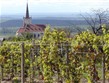 Pobytový zájezd - ČR, Znojmo, vinice