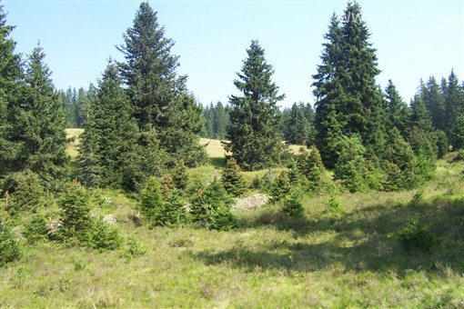 Pohodové týdny v horách s turistikou - Česká republika - Šumava - původními porosty tohoto pohoří jsou podmáčené smrčiny