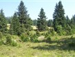 Pohodové týdny v horách s turistikou - Česká republika - Šumava - původními porosty tohoto pohoří jsou podmáčené smrčiny