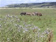 Pobytový zájezd - Francie, Normandie, krajina se stádem koní