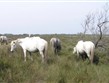 Pobytový zájezd - Francie - Provence - Parc Natural Camargue,  zdejší rasa bílých koní