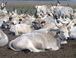 Pohodové týdny v horách s turistikou - Maďarsko - NP Hortobágy, bílý rohatý skot, endemický pro oblast pusty