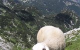 Pohodové týdny v horách - Slovinsko - Julské Alpy - na strmých loukách se nejlépe pohybují ovce